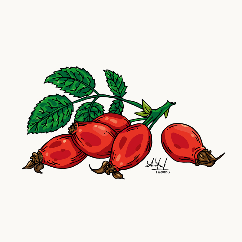 Annick Woungly. Illustrations. Recettes Quotidien Jurassien. 2023. Annick Woungly. Illustrations. Recettes Quotidien Jurassien. 2023.