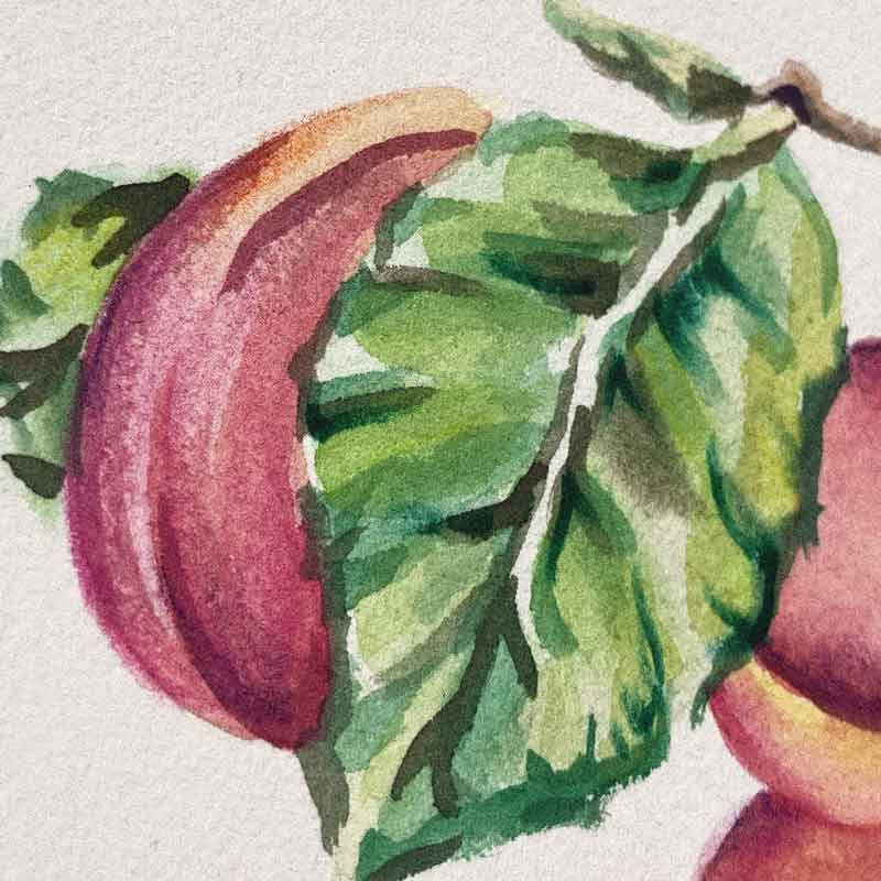 Fête de la Damassine AOP. Affiche, flyers et supports de communication. Annick Woungly Designer. Dessin à l'aquarelle de damassons.